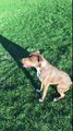 Dog fail. Funny dog. Dog jumps high but fails. Pit bull gots hops.