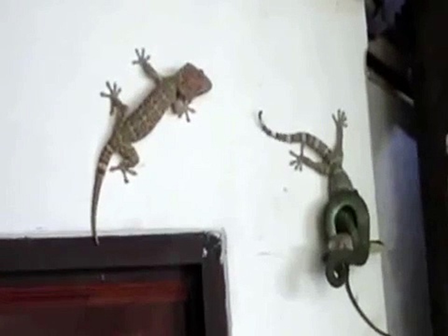 2 lizards Vs Snake