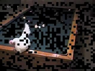 Chicken Playing Billards