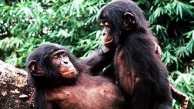 Curiosas practicas sexuales en animales