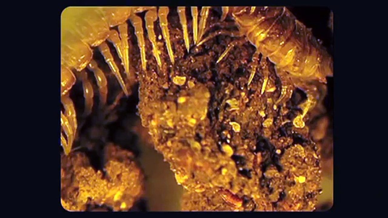 Vie et mort des sols par Lydia et Claude Bourguignon, micro-biologistes des sols