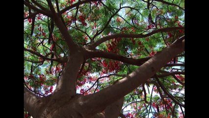 Adobe CS6 Master Collection.mp4