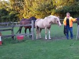 Non-loading horses becomes self-loading horses