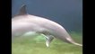 Il filme un dauphin au fond de l’eau et assiste à la naissance imprévue d’un bébé dauphin