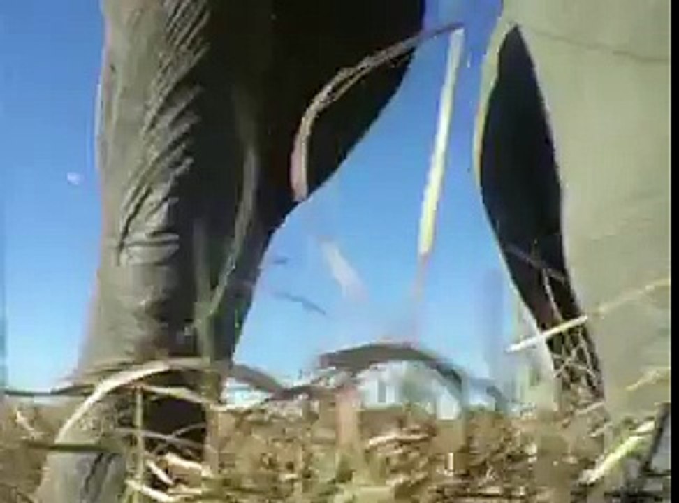 FROG MAKIN WAY FOR HER CHILD