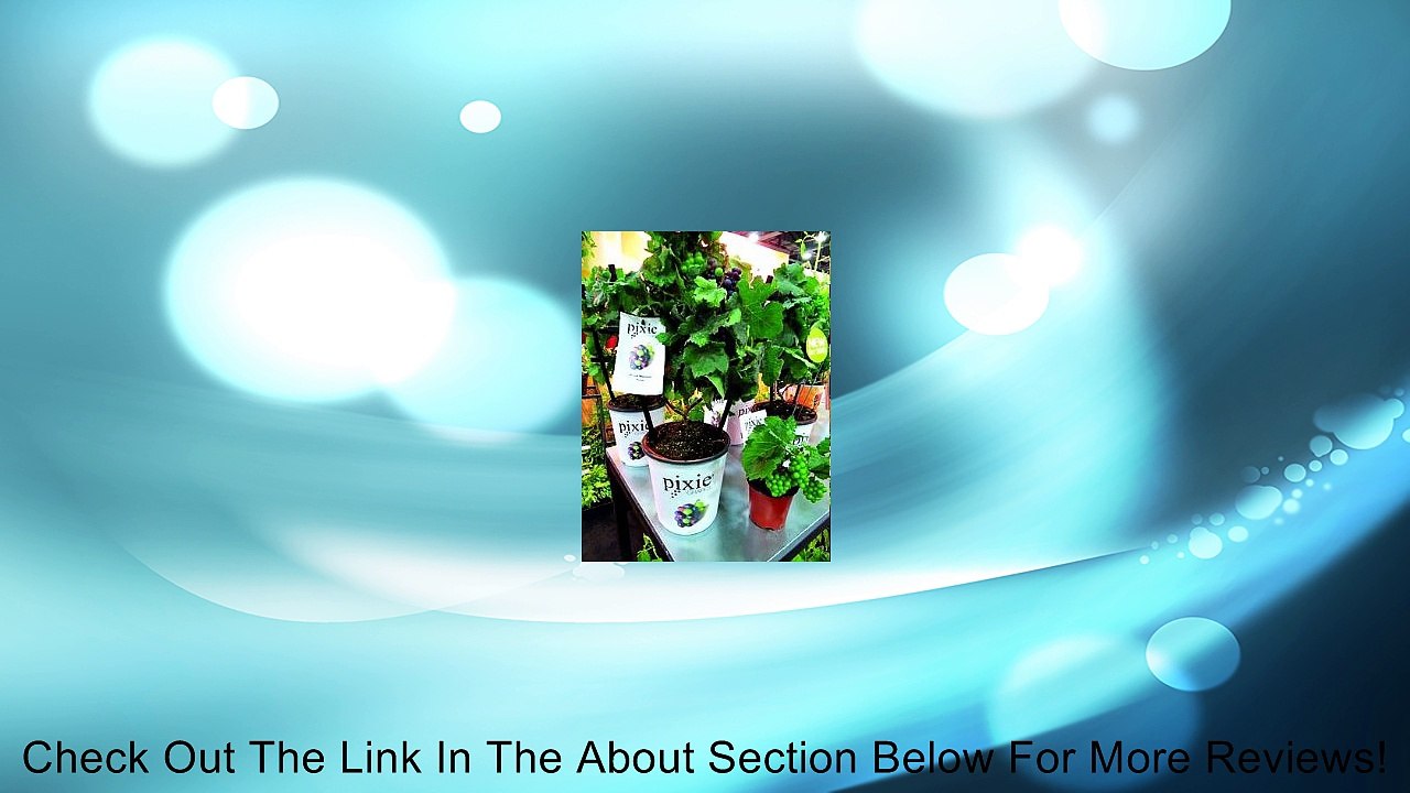 Pixie Grape Review