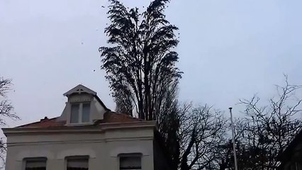 Bird City Over A Hundred Of Birds - Viral Video