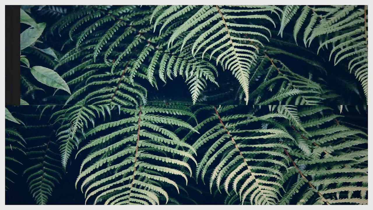 After Effects Project Files - Minimal Quote - VideoHive 10206717