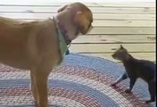 Cats frighten dogs! Кошки пугают собак!