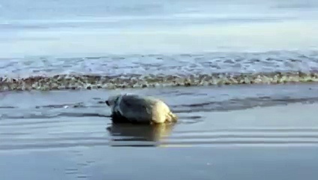 Juste un cochon qui passe une journée à la plage