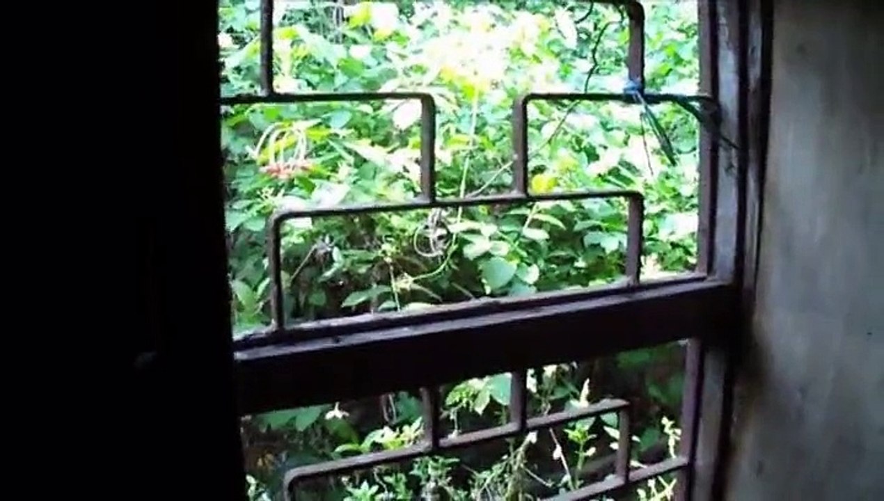 Some Unknown Weeds Arround My Garden 3