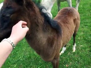 Naska Al Kailash 10j de vie