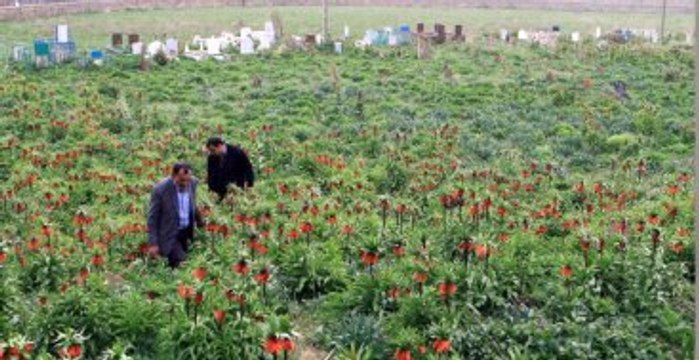 Köylülerin Ters Lale Nöbeti