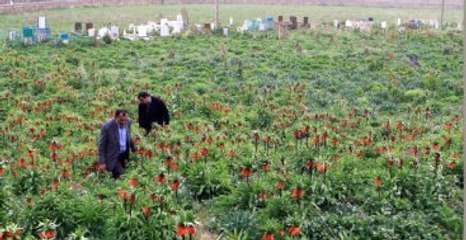 Köylülerin "Ters Lale" Nöbeti