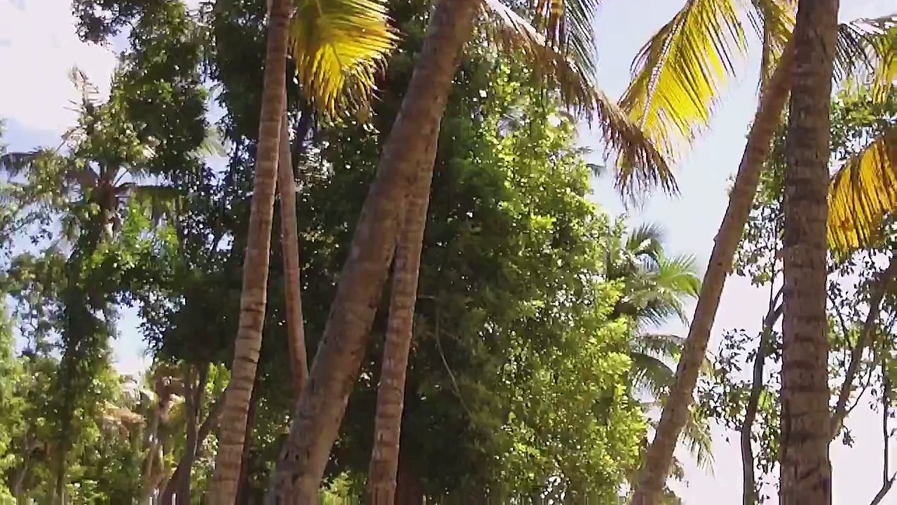 Vidéo Martinique: Plage des Salines ( Commune de Sainte-Anne en Martinique )