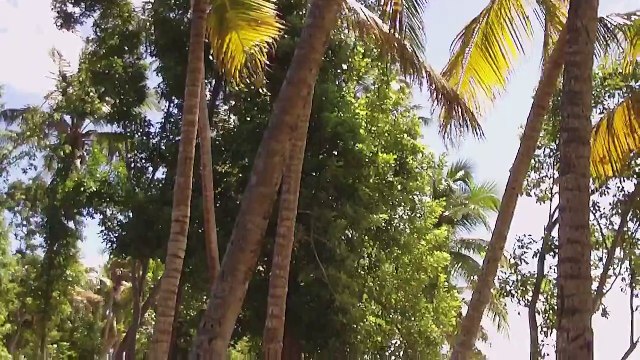 Vidéo Martinique: Plage des Salines ( Commune de Sainte-Anne en Martinique )
