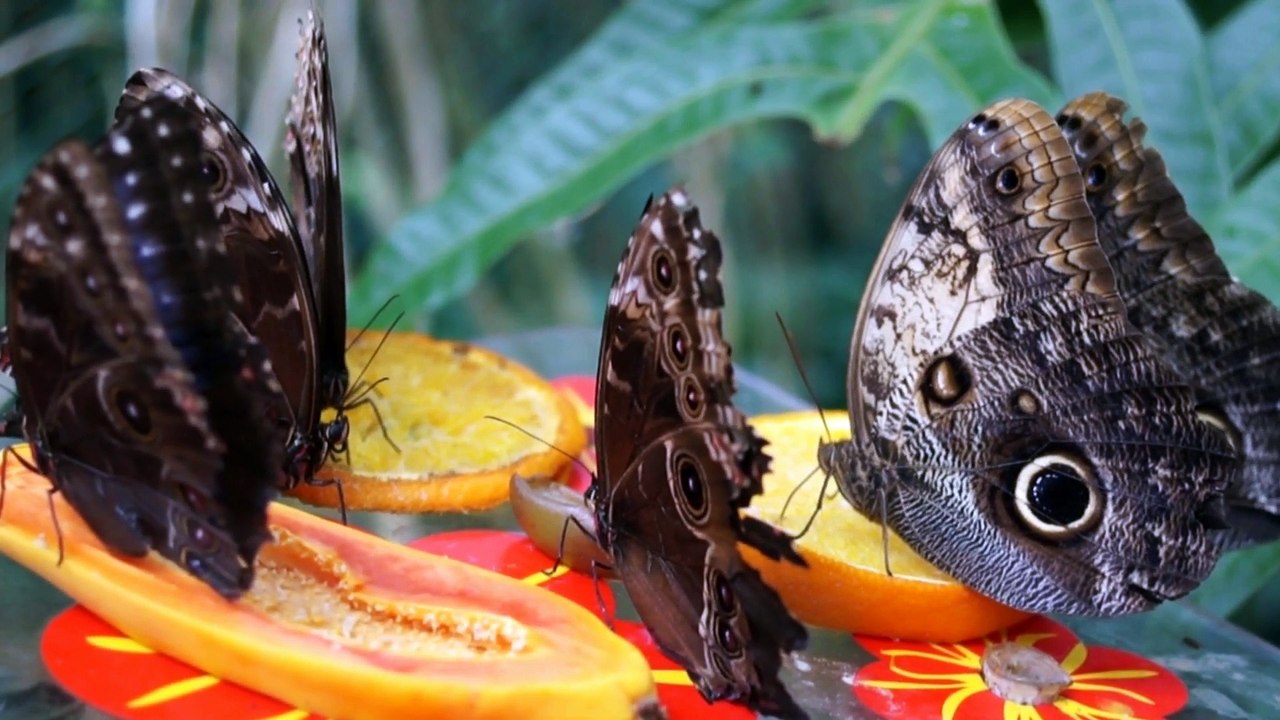 Muzyka Relaksacyjna - MUZYKOTERAPIA ANTYSTRESOWA