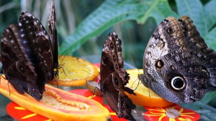 Muzyka Relaksacyjna - MUZYKOTERAPIA ANTYSTRESOWA