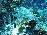 Florida Keys Coral Reefs are filled with fish