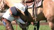 The Proper Way to Cinch a Saddle - www.thinklikeahorse.org - Rick Gore Horsemanship
