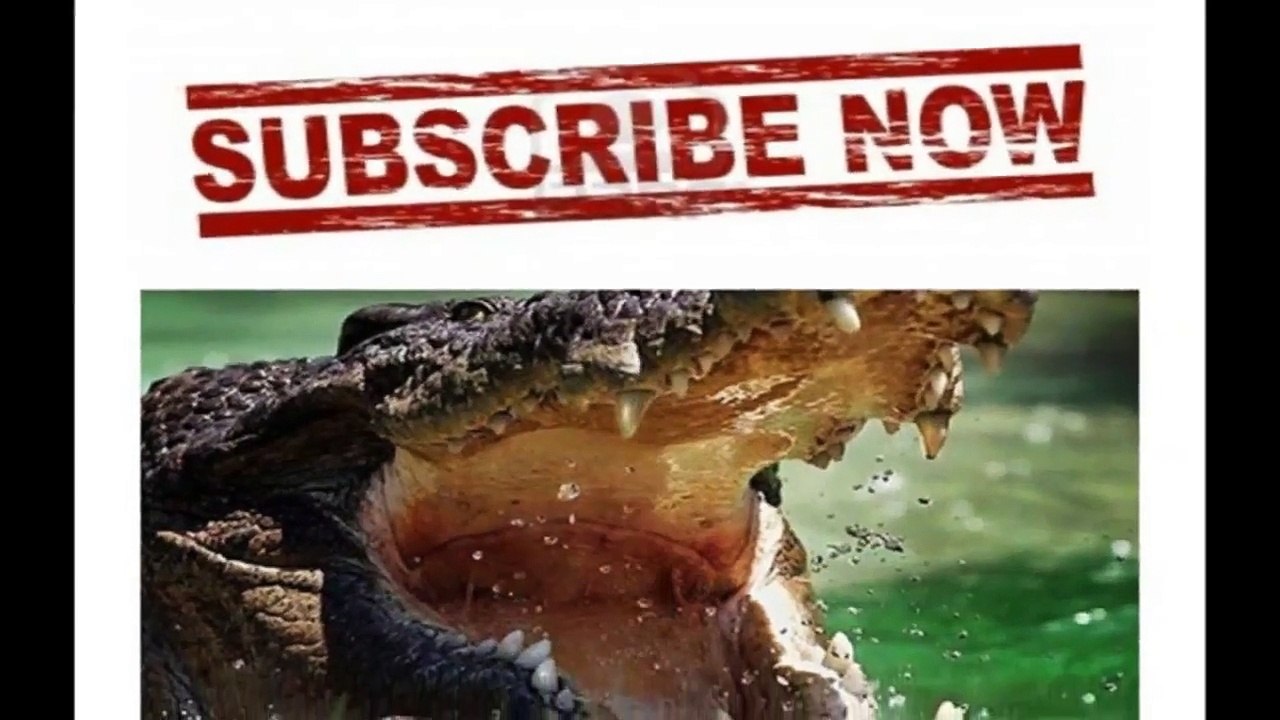 Crocodile Attack Leopard