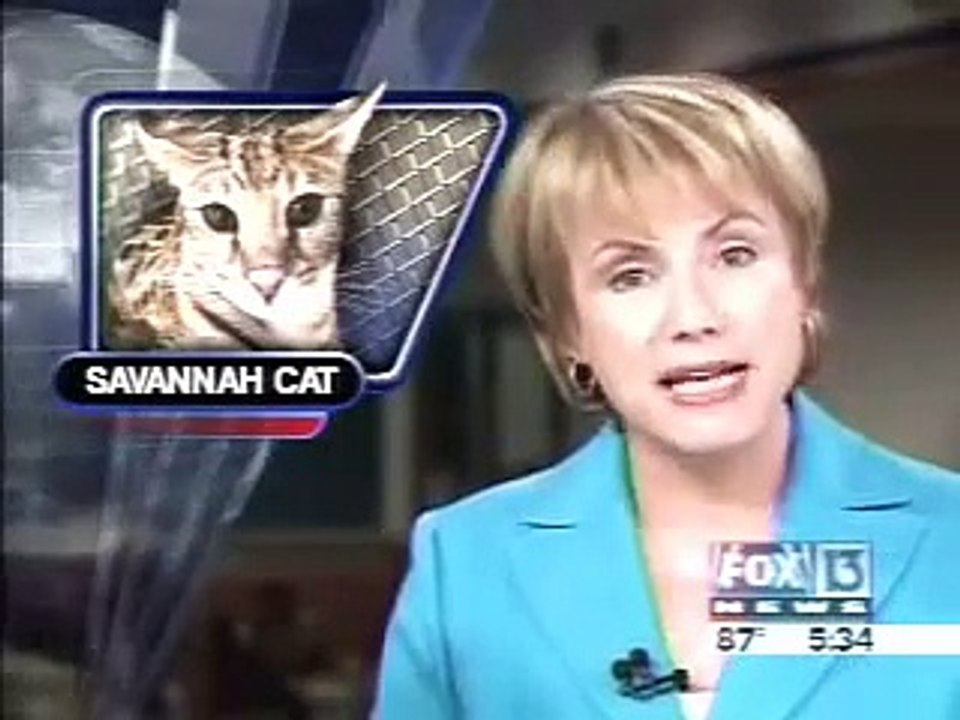Savannah Cats in the News - Fox 13 Tampa