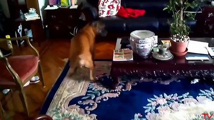 'Funny Dogs vs. Bath Time' Compilation 2015 - FunnyTV