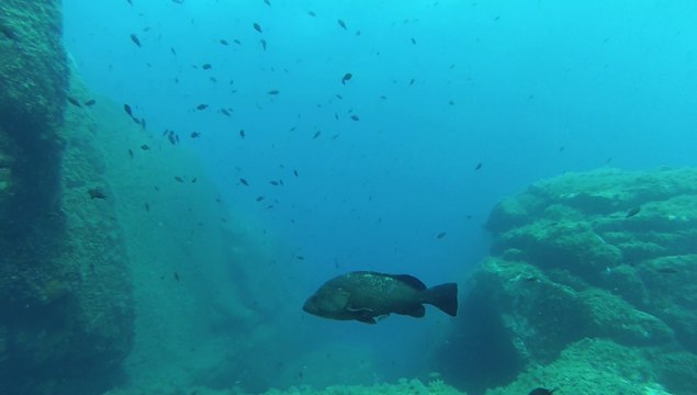 Danger du Toro, plongée à Porto-Vecchio, Corse.