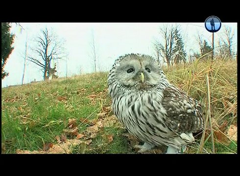 Рейтинг Тимофея Баженова — Короткое замыкание. Сова. Про животных