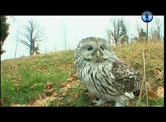 Рейтинг Тимофея Баженова — Короткое замыкание. Сова. Про животных