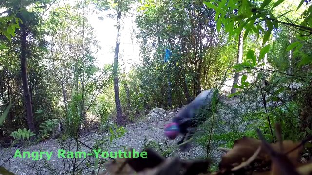 Que se passe-t-il quand on laisse une balle suspendue dans la forêt ?