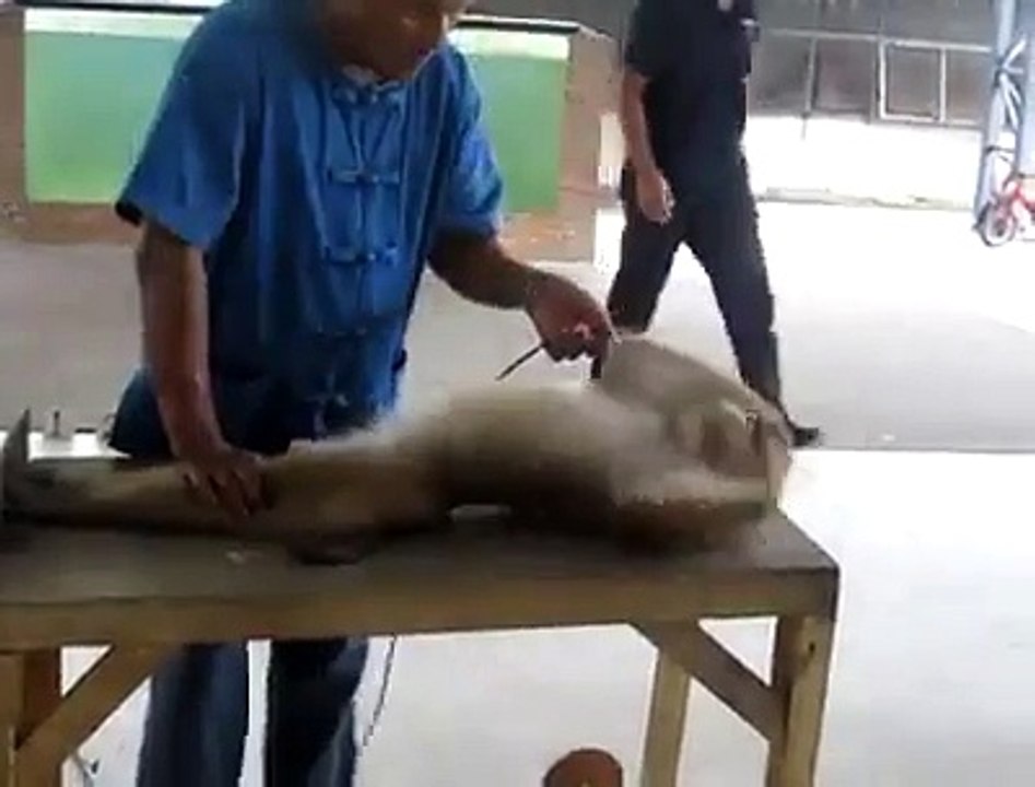 MONKEY EXCERSISE