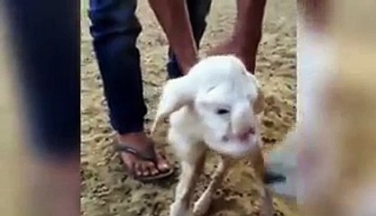 Aik Dilkash Vedeo Jo Ap Hasne Pr Majboor Kr De Gy