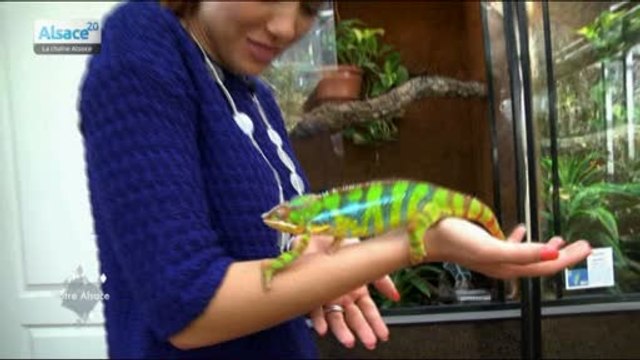 Votre Alsace, avec Delphine Wespiser : épisode 44