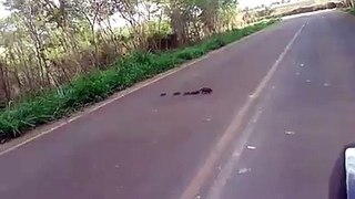ANIMAL ROAD CROSSING