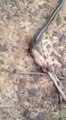 Trapped snake thanks it's rescuers