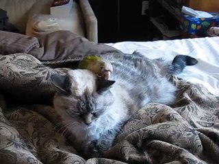 Parrot torturing the cat