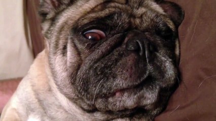 Pug sleeps with one eye open