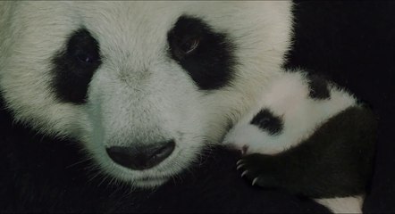 Born in China Official Trailer (2016) - Disneynature Movie