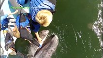 Teething Baby Whale Uses Humans As Pacifiers, Whale Watching