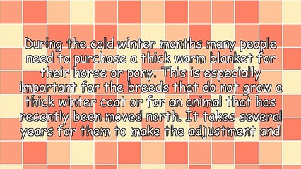 Best Buys On Amigo Turnout Blankets