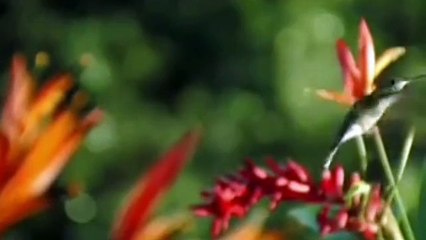 İzleyince Rabbim Seni Çook Seviyorum diyeceksiniz