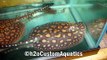 FRESHWATER STINGRAYS - h2oCustomAquatics.com