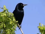 Boat-tailed Grackle?