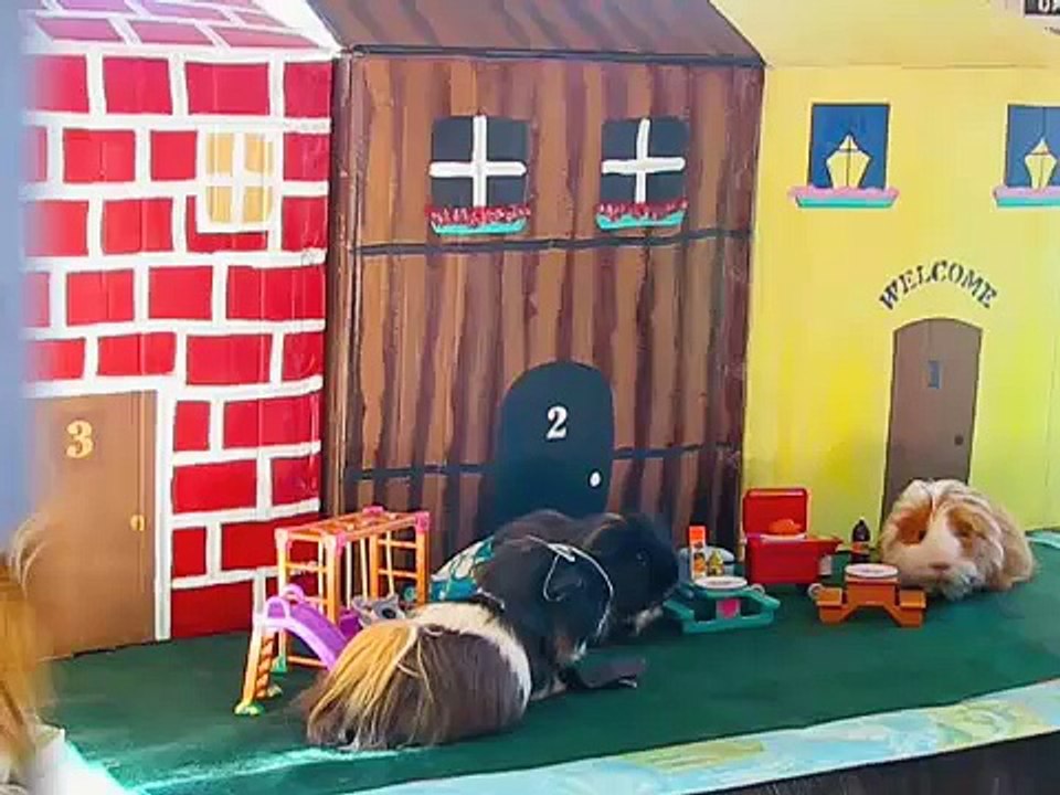 "The Three Little Pigs" .... Guinea Pigs that is!