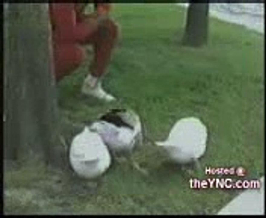 DUCKS ATTACK AND FUN