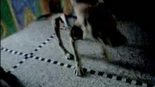 jack