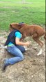 Baby Horse Gives The Best Hugs