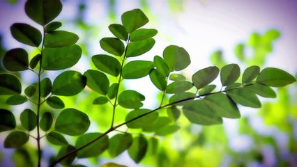 See how Moringa seeds can filter water - (Time Lapse)