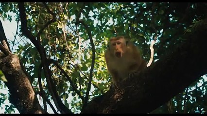 Monkey Kingdom Official Trailer #1 (2015) - Disneynature Documentary HD